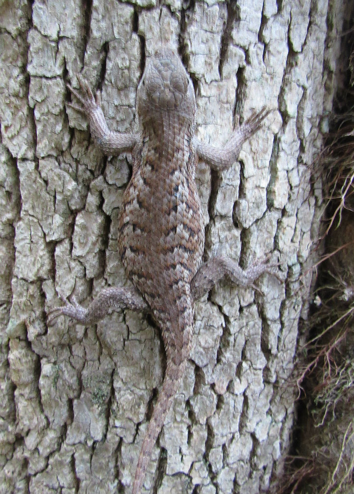 Eastern Fence Lizard